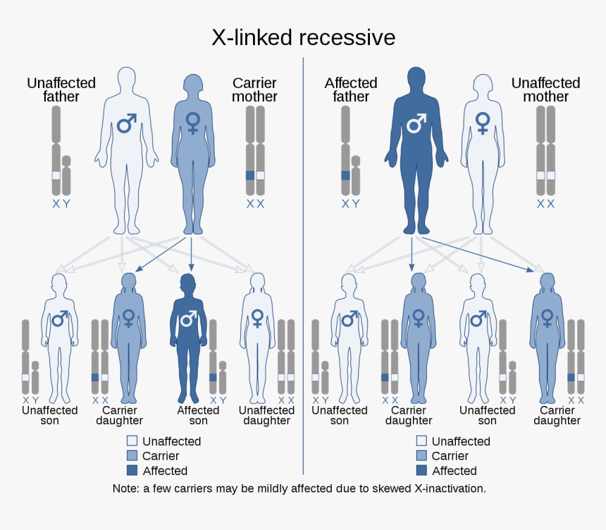 X Linked Dominant, HD Png Download, Free Download