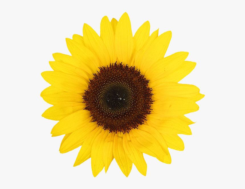 Transparent Efectos Png Para Photoshop - Sunflowers Png, Png Download, Free Download