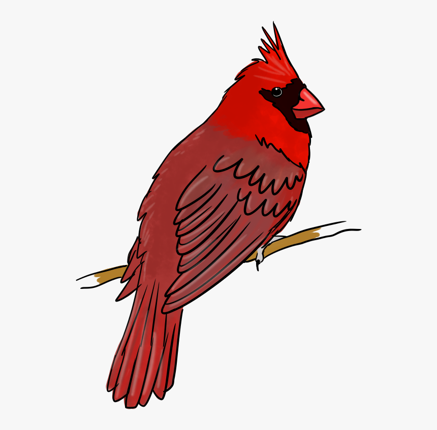 Northern Cardinal, HD Png Download, Free Download