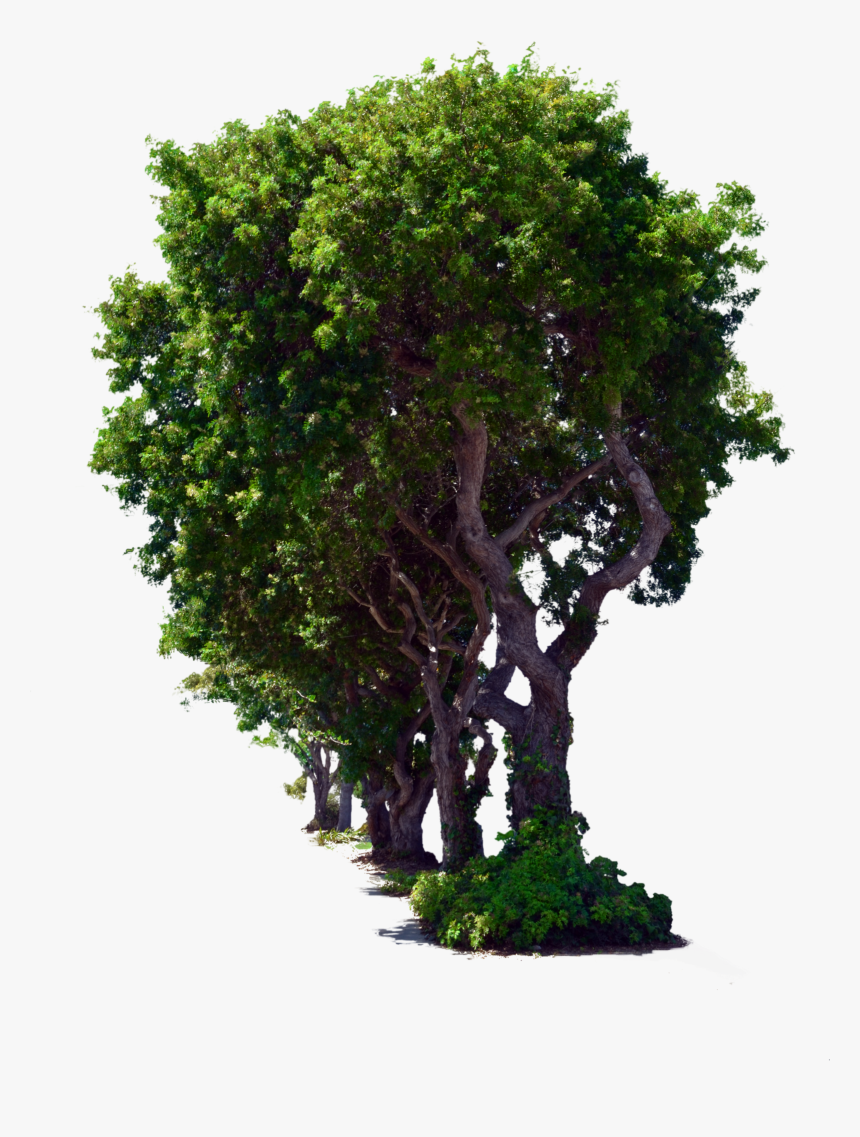 Descargar Imagenes De Arboles, HD Png Download - kindpng