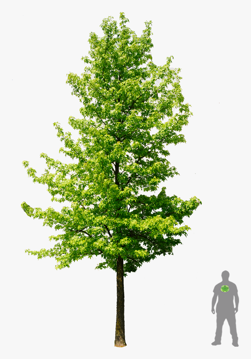 Amberbaum Png, Transparent Png, Free Download