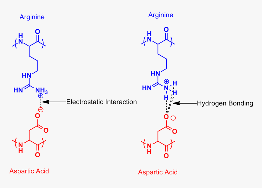 Arginine Aspartic Acid Salt Bridge - Aspartic Acid And Arginine, HD Png Download, Free Download