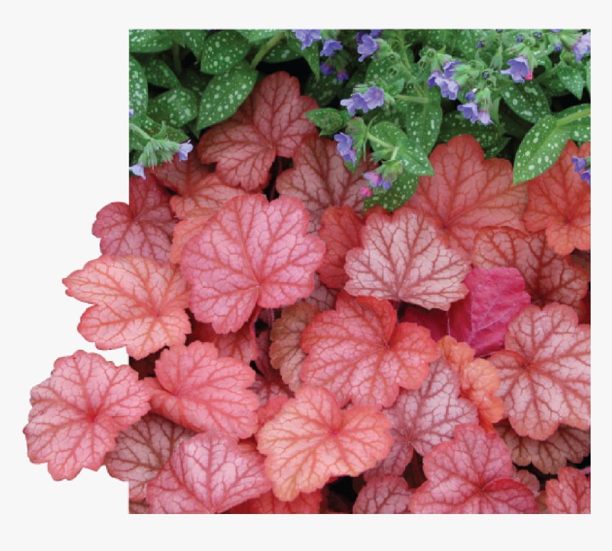 Heuchera Georgia Peach Plants , Png Download - Heuchera Georgia Peach, Transparent Png, Free Download