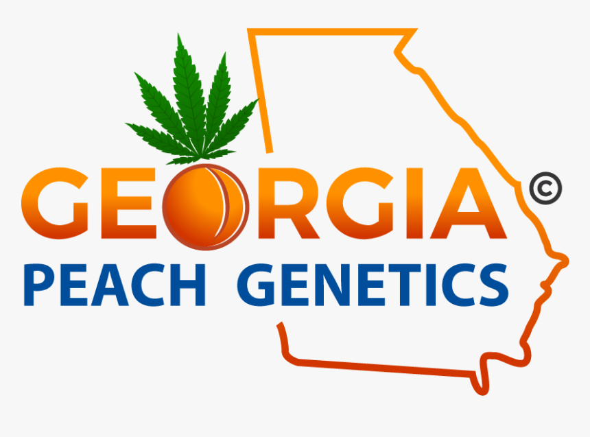 Georgia Peach Genetics 31 5 2019 - Plos Genetics, HD Png Download, Free Download