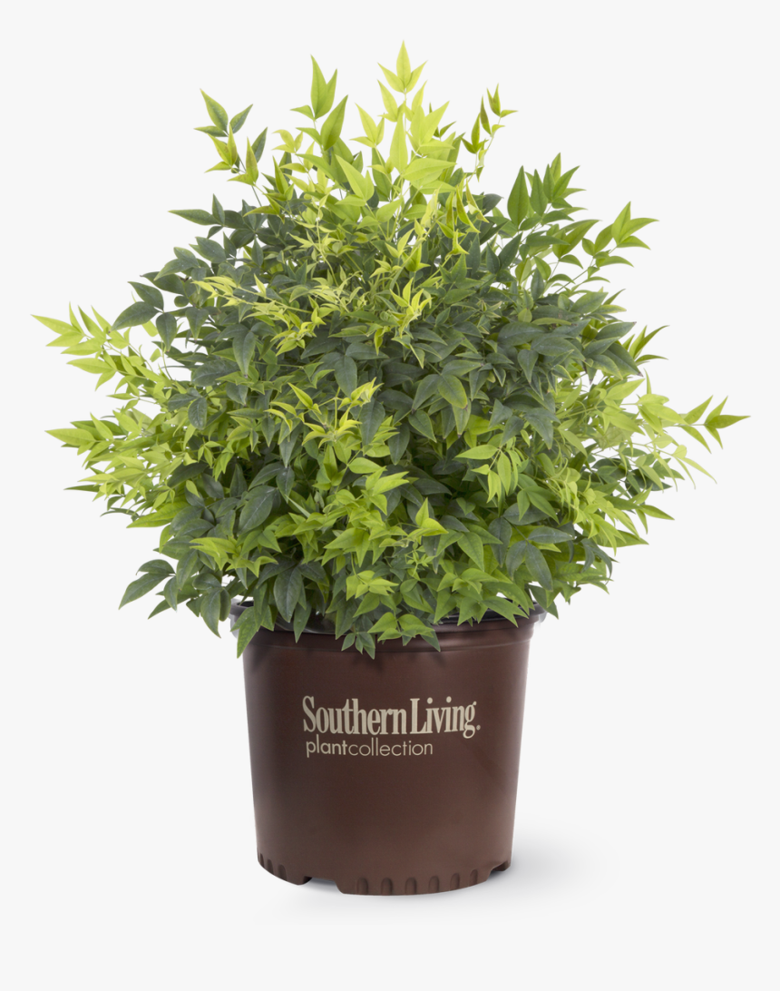 Lemon Lime Nandina In Branded Pot - Nandina Lemon Lime, HD Png Download, Free Download