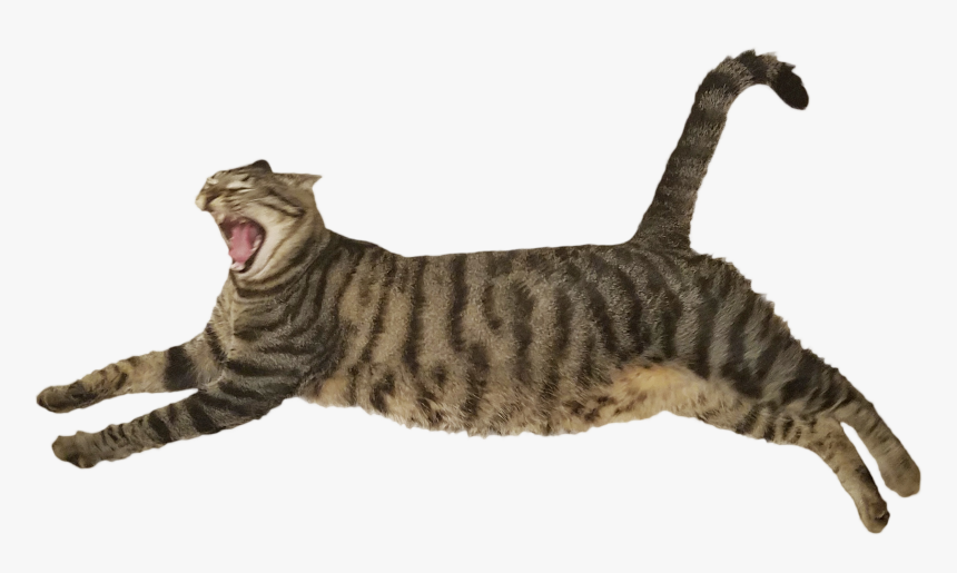 Cat Yawns, HD Png Download, Free Download