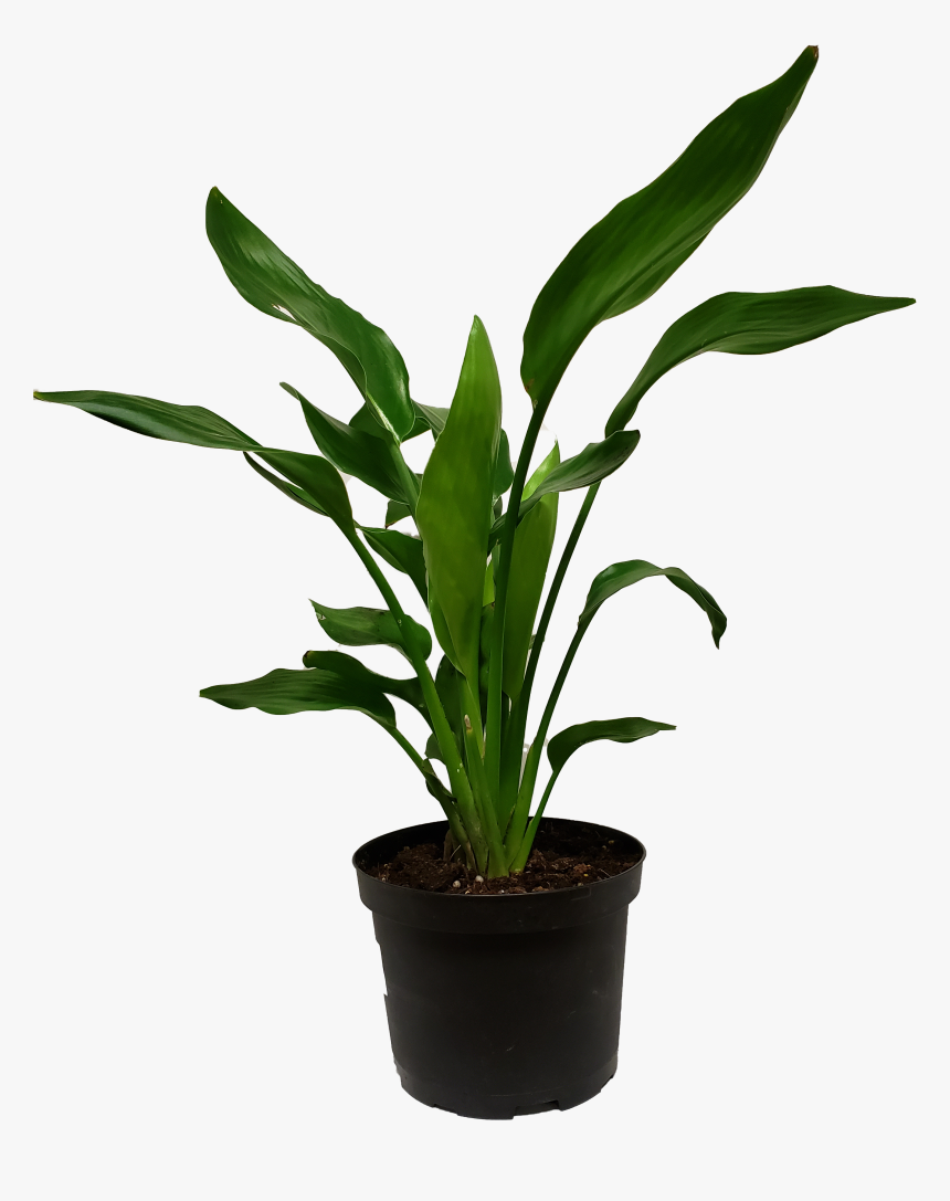 Houseplant, HD Png Download, Free Download