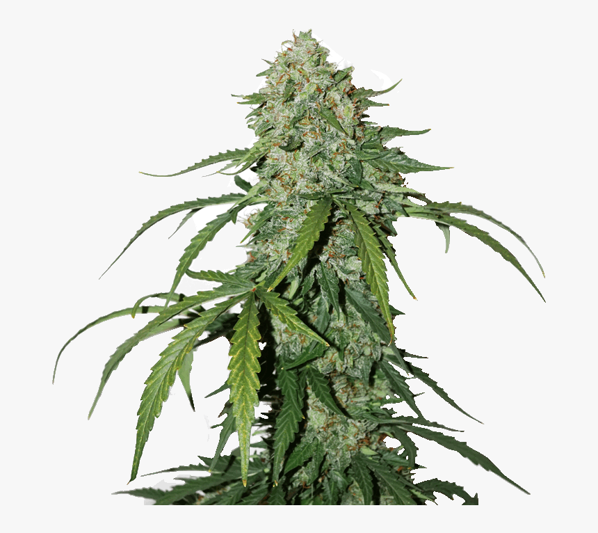 Cbd Lime Silver Haze, HD Png Download, Free Download