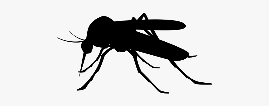 Isntd Mosquito - Mosquito Vector Silhouette Png, Transparent Png, Free Download