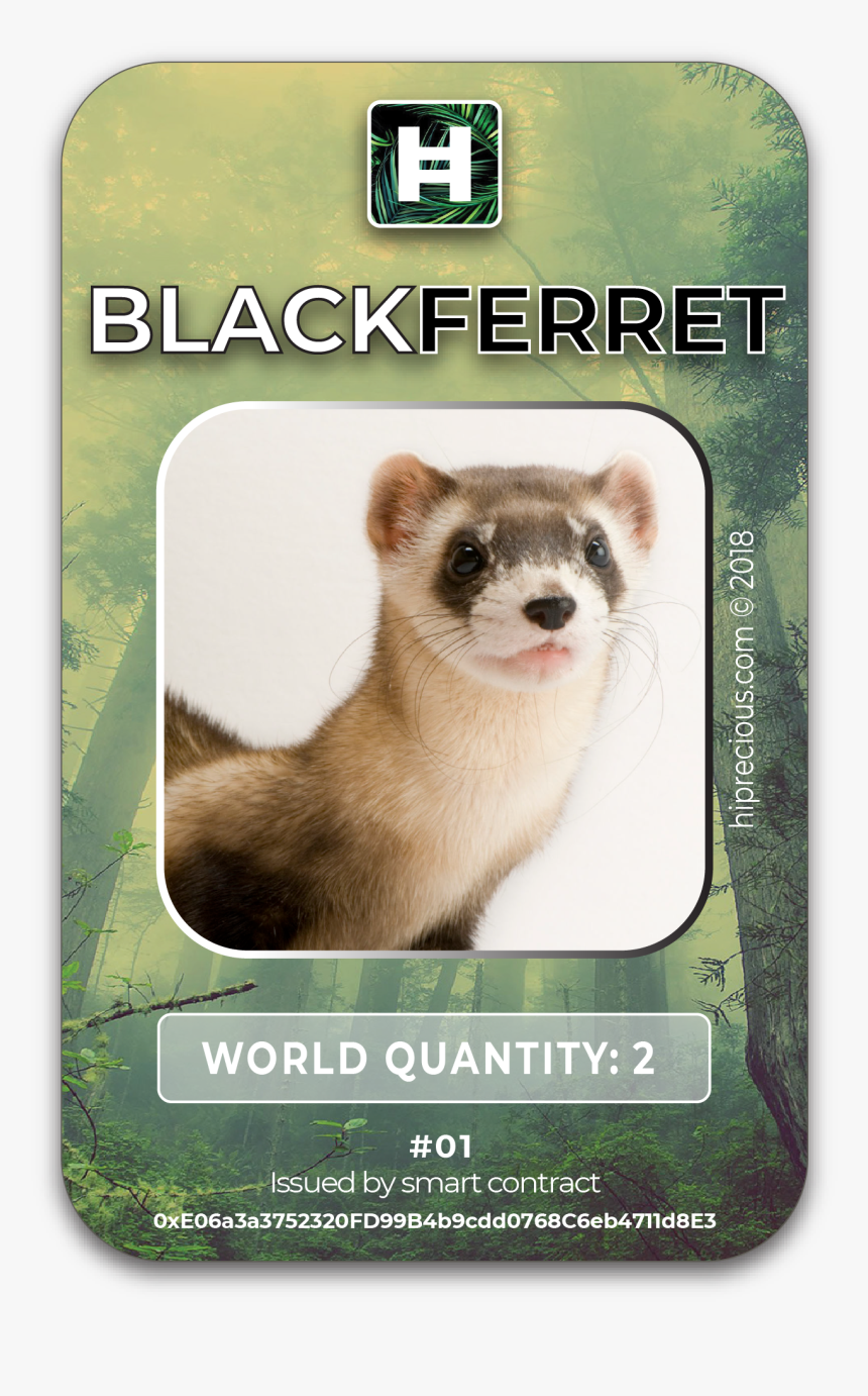 Black-footed Ferret, HD Png Download, Free Download