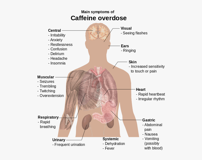 Main Symptoms Of Caffeine Overdose, HD Png Download, Free Download