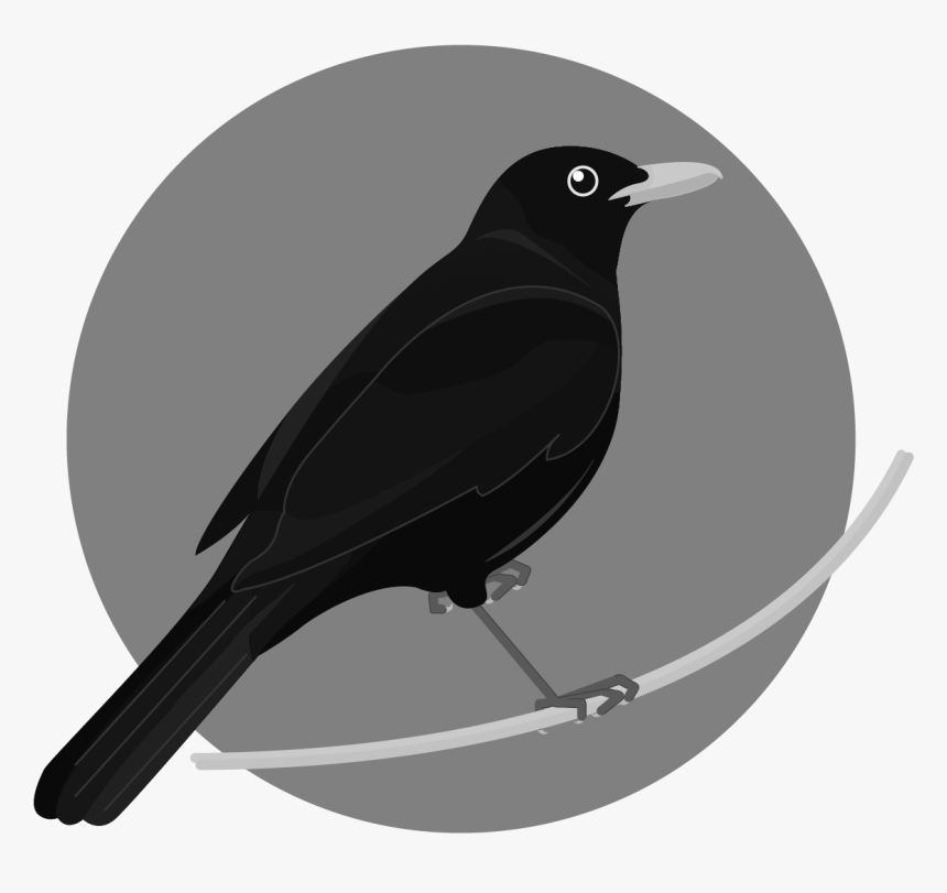 Rusty Blackbird, HD Png Download, Free Download
