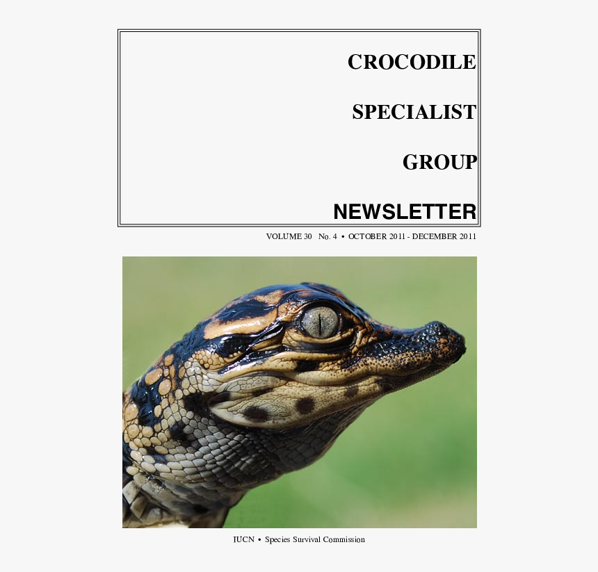 Crocodile, HD Png Download, Free Download