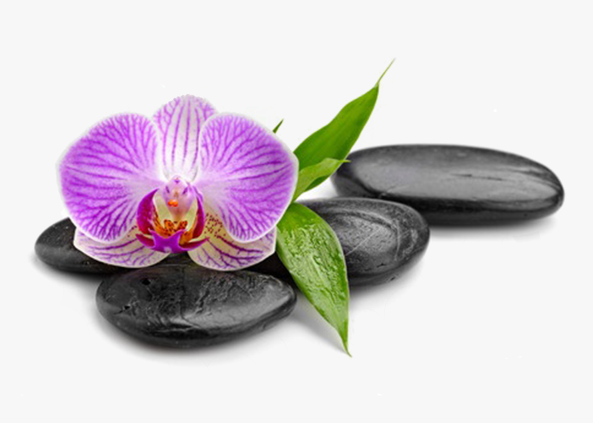 Natalia - Moth Orchid, HD Png Download, Free Download