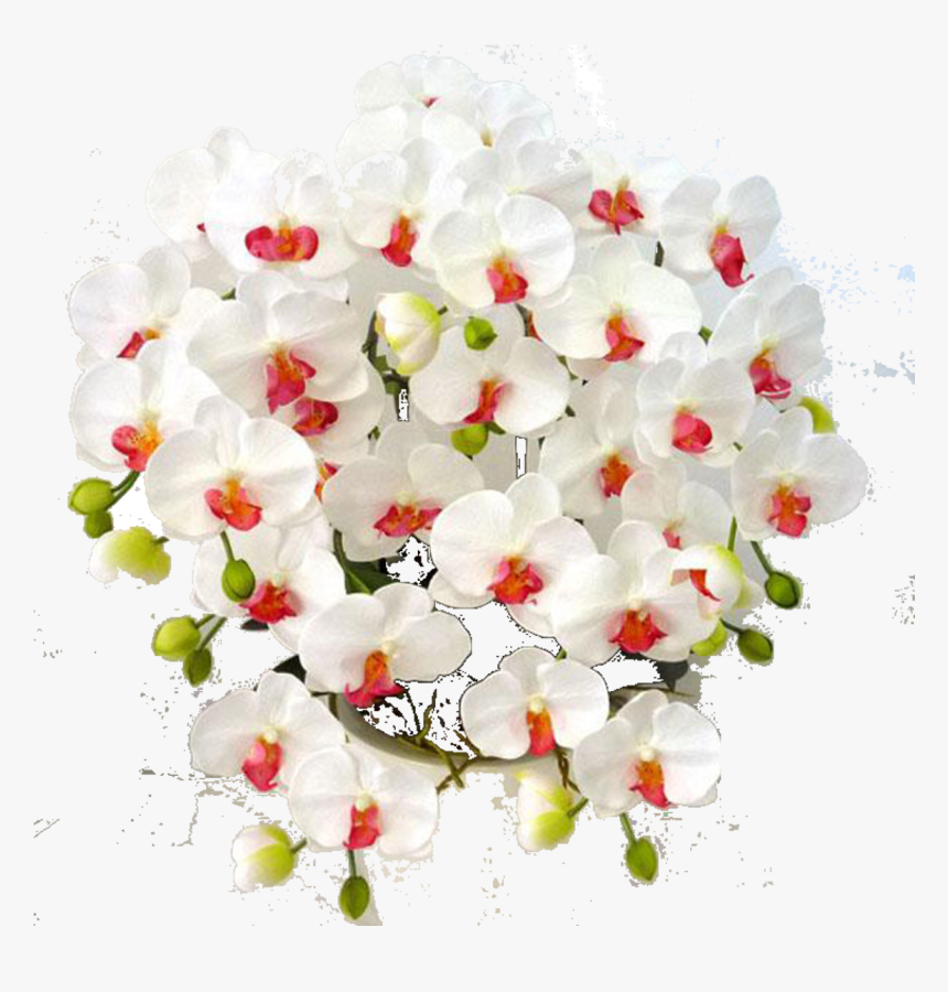 Orchids, HD Png Download, Free Download