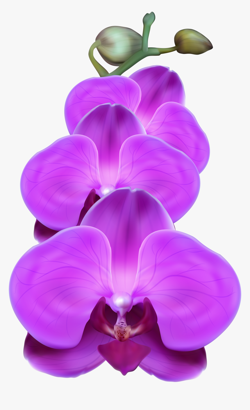 Orchid Transparent Purple - Purple Orchid Transparent Background, HD Png Download, Free Download