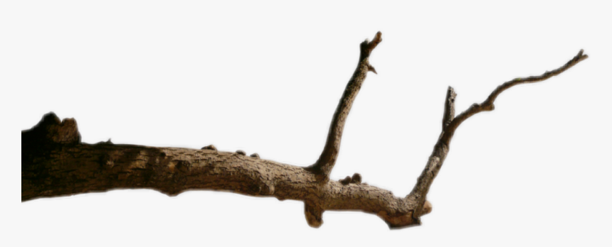 #branche #arbre - Photograph, HD Png Download, Free Download