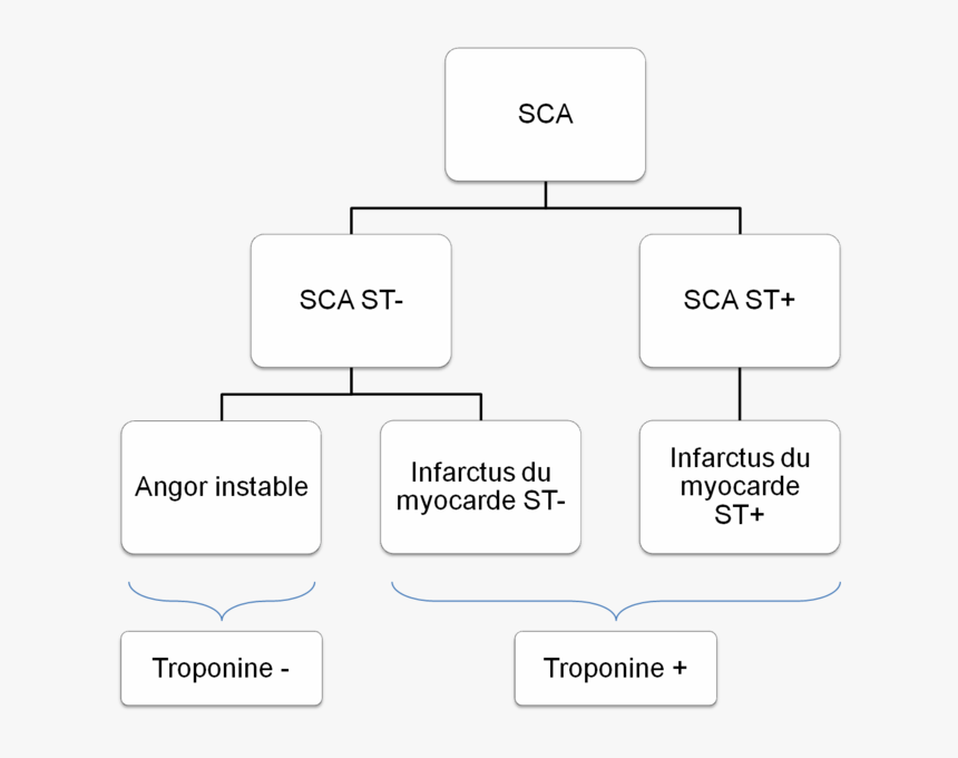 Arbre Diagnostique Syndrome Coronarien Aigu - Type De Syndrome Coronarien Aigu, HD Png Download, Free Download