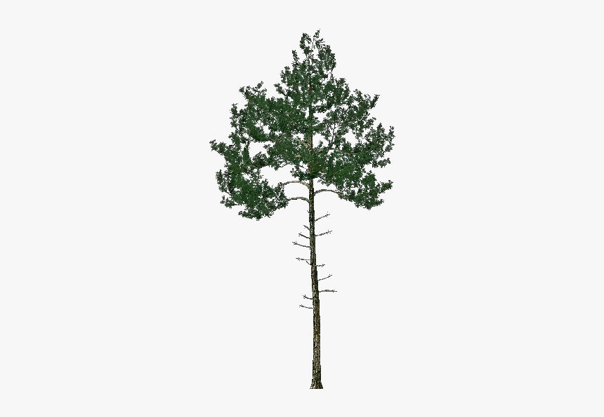 3d Trees - Black Pine - Acca Software - Pinus Nigra Png, Transparent Png, Free Download