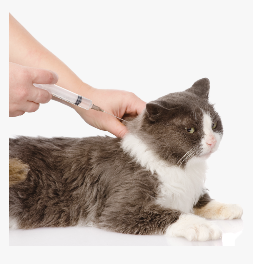 Dog Vaccination Png, Transparent Png, Free Download