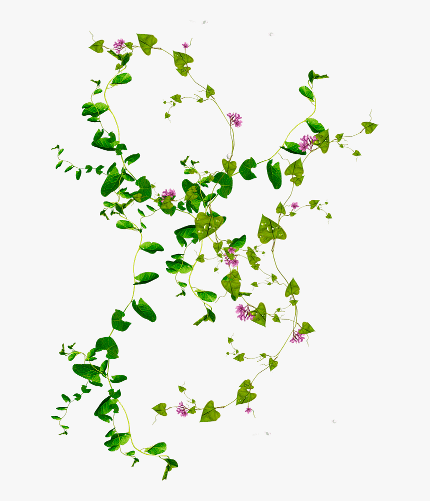 Planta De Enredaderas - Floral Design, HD Png Download, Free Download