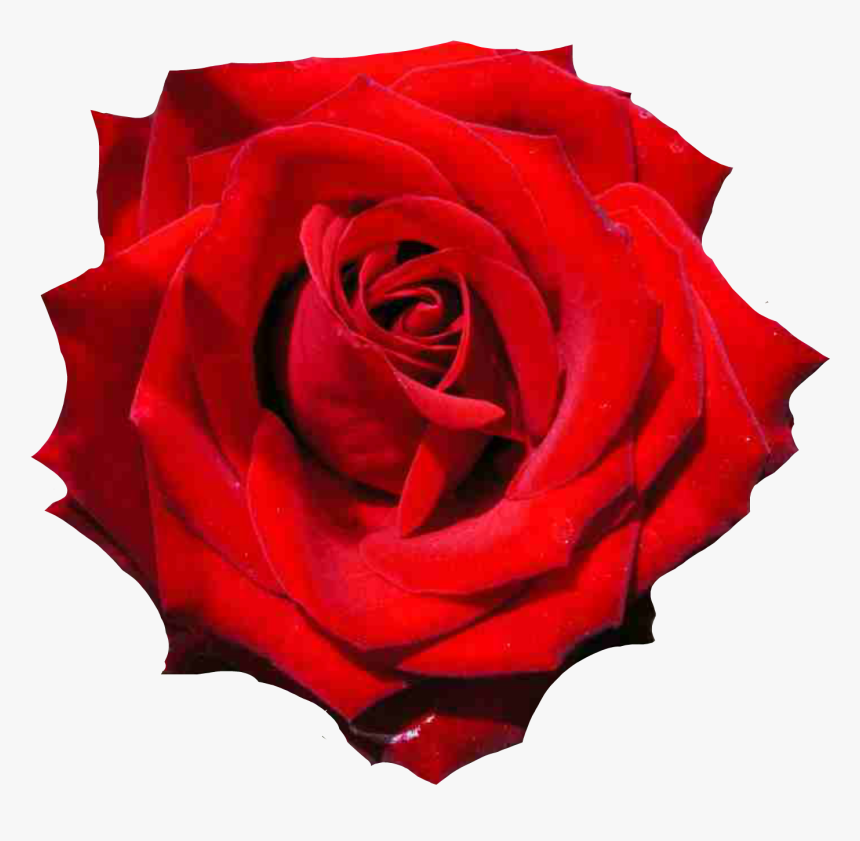Rosas En Png - Black Rose Png, Transparent Png, Free Download