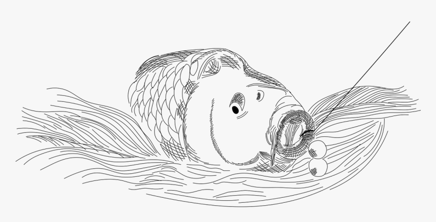 Boilie Carp Fish Free Photo - Sketch, HD Png Download, Free Download