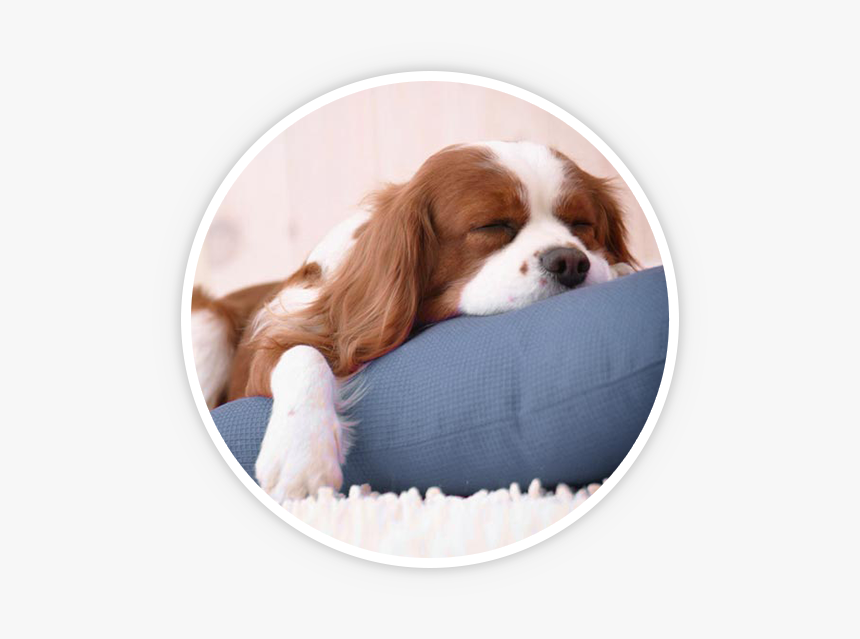 Getting A Puppy - Hope You Have Good Weekend, HD Png Download, Free Download