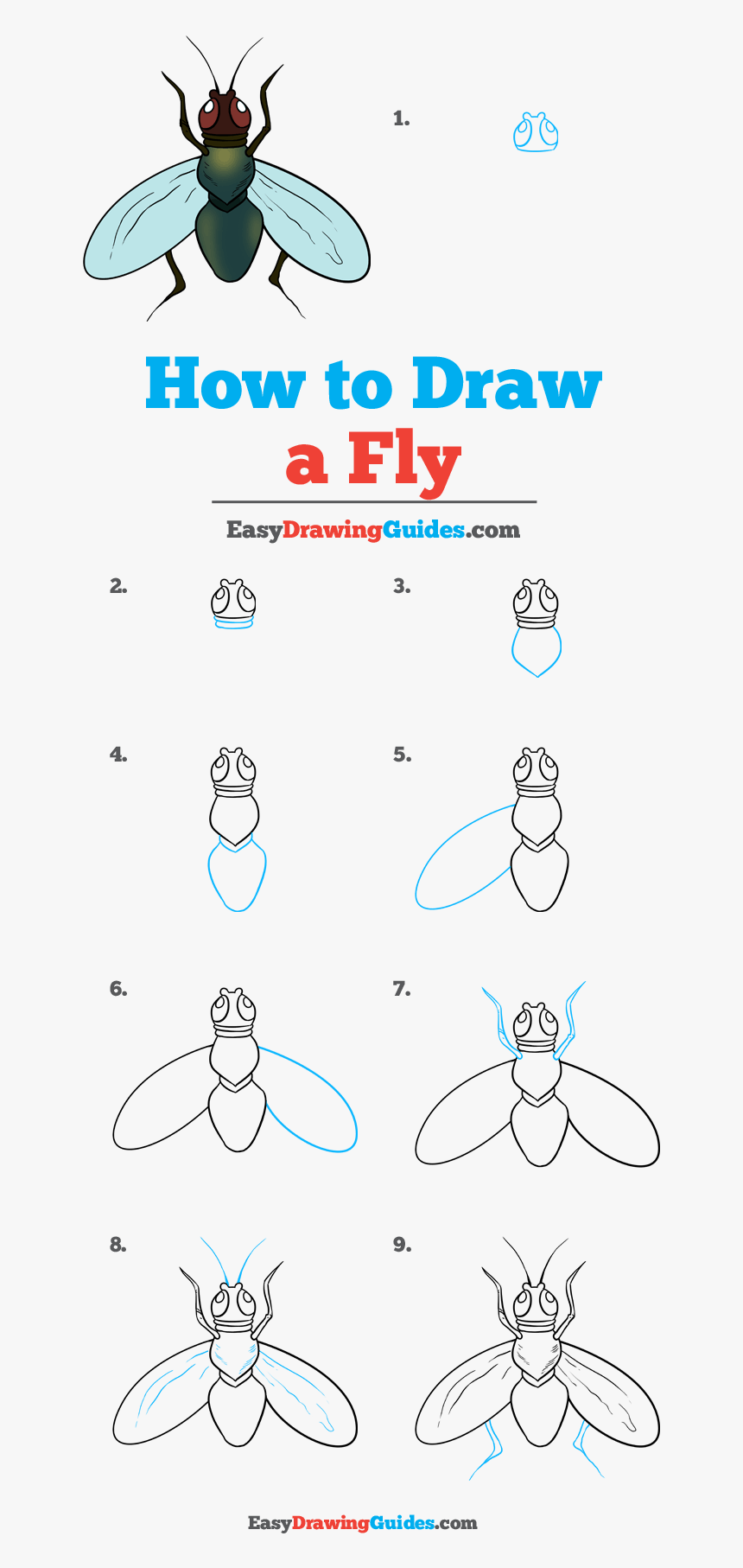 Fly Drawing Step By Step, HD Png Download, Free Download