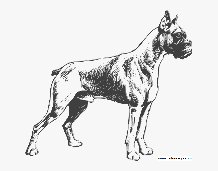 Dibujos Colorear Perro , Png Download - Boxer Dog Vector Png, Transparent Png, Free Download