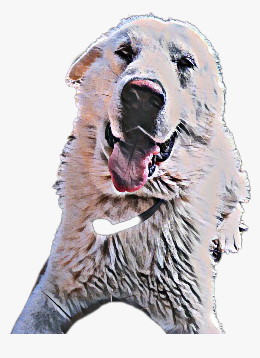 Perros Png, Transparent Png, Free Download