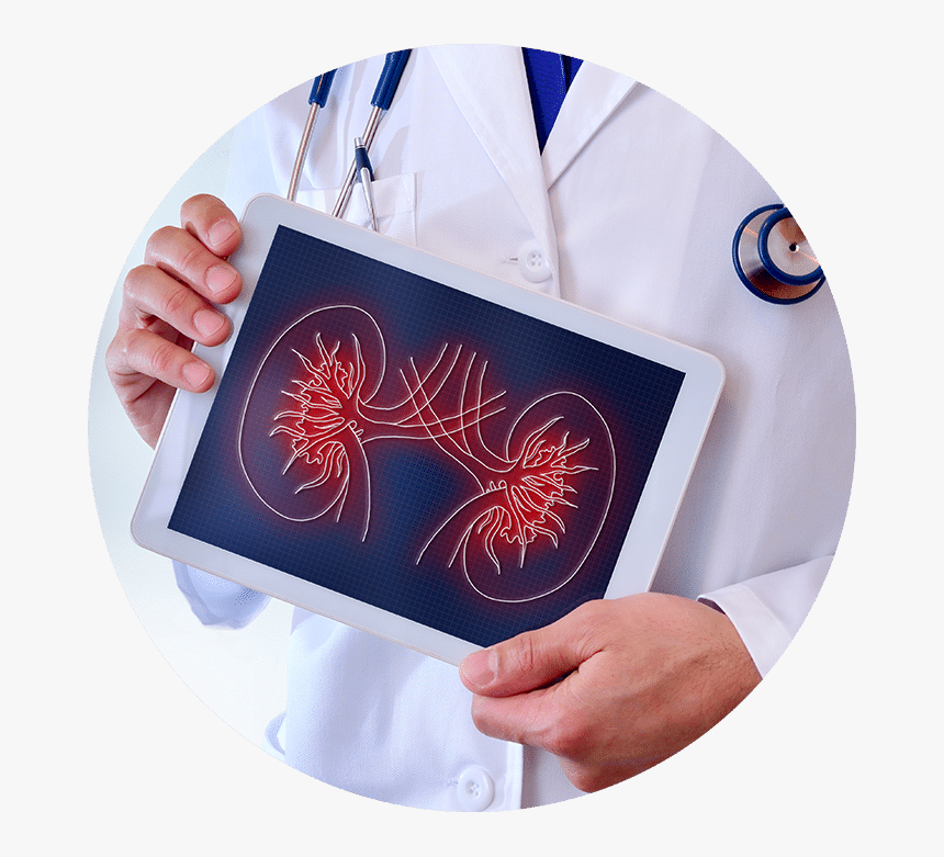 A Doctor Holding A Photo Of Kidneys - Kidney Outcomes, HD Png Download, Free Download