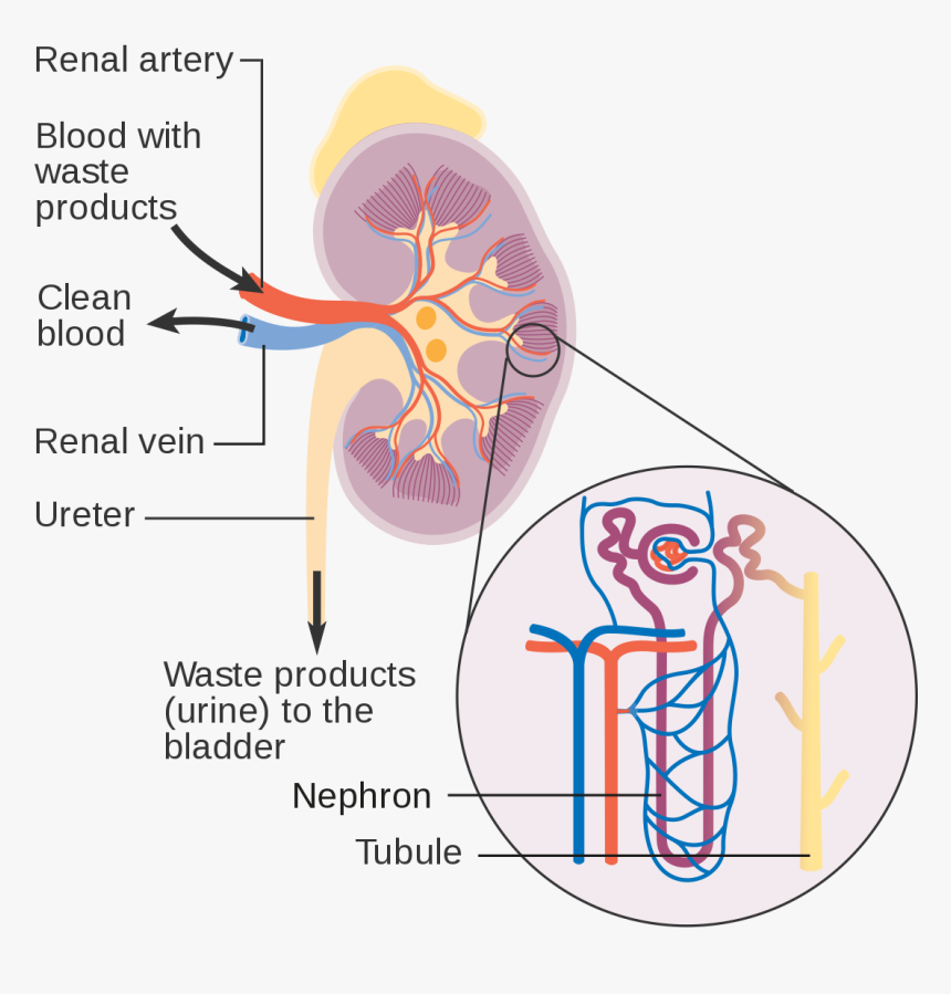 Creative Commons Photo Kidney, HD Png Download, Free Download