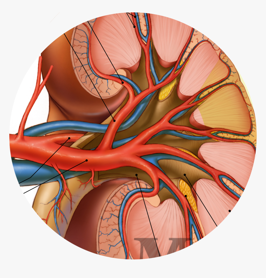 Illustration, HD Png Download, Free Download