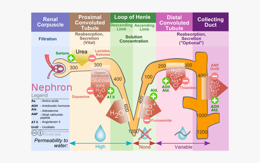 Nephron Diagram, HD Png Download, Free Download