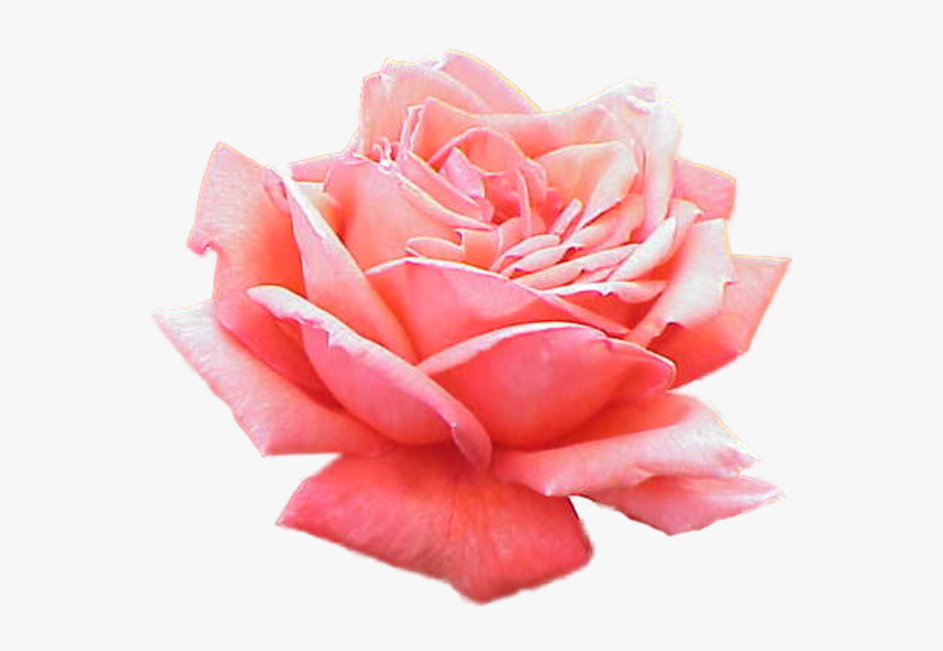 Pink Rose No Background, HD Png Download, Free Download