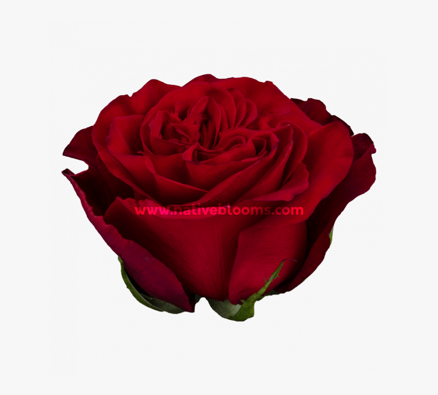 Hearts Roses - Floribunda, HD Png Download, Free Download