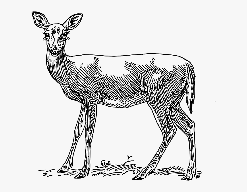 Drawing, Female, Deer, Grass, Standing, Animal, Mammal - Doe Clipart Black And White, HD Png Download, Free Download