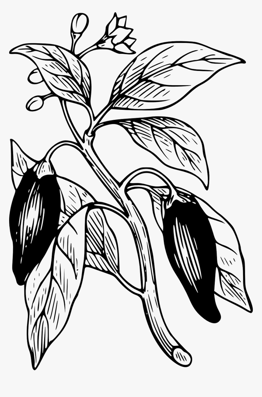 Chili Pepper Plant Black And White, HD Png Download, Free Download
