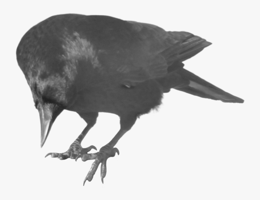 Itachi Crow Png, Transparent Png, Free Download