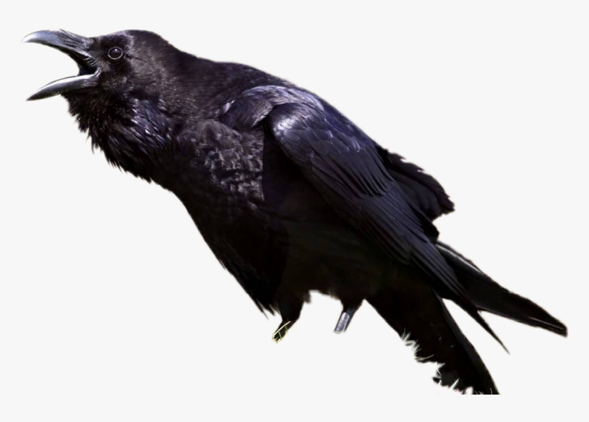##crow #ravin #bird #trench #rockstar #rock #angry - Game Of Thrones Corn, HD Png Download, Free Download