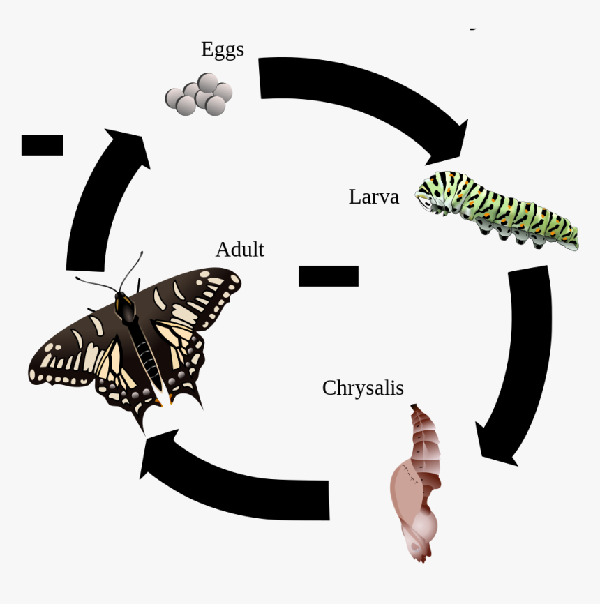 Anise Swallowtail Life Cycle - Life Cycle Of A Zebra Longwing Butterfly, HD Png Download, Free Download