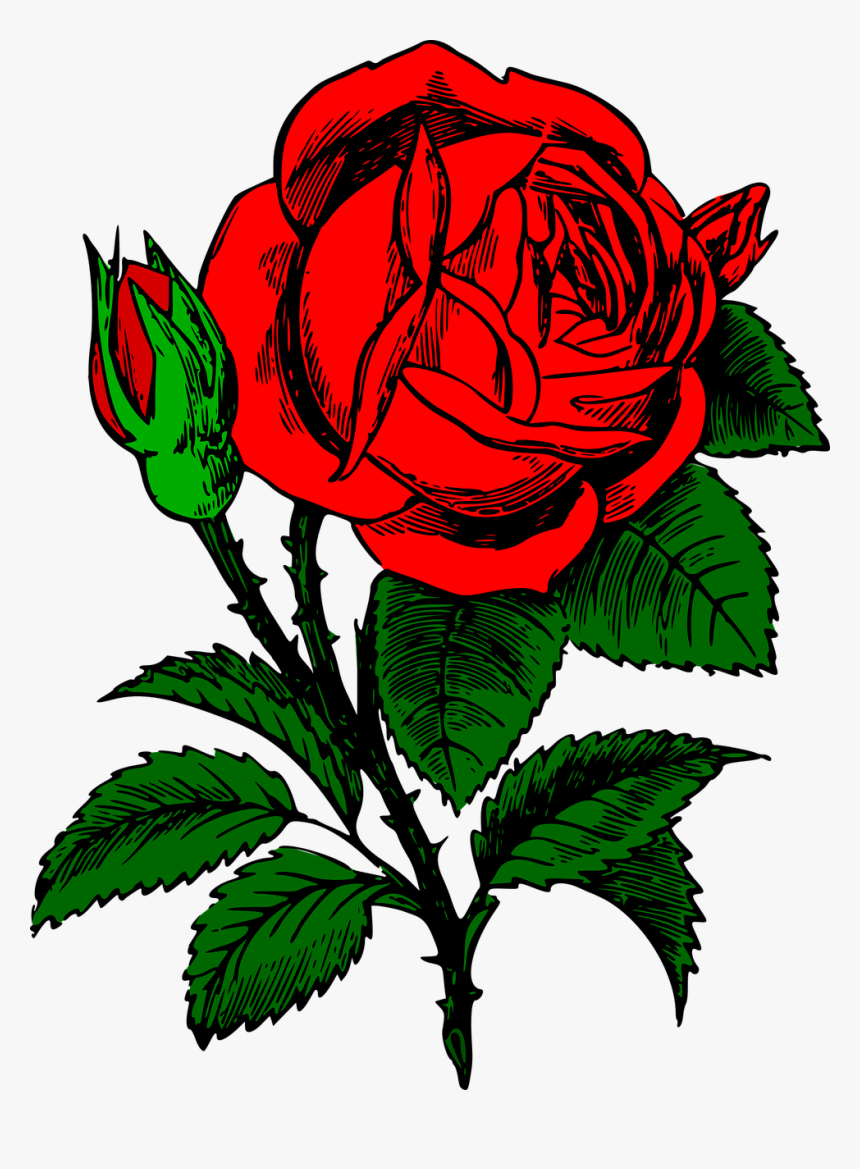 Vector Bouquet Rose Illustration - Iphone 7 Cases Roses, HD Png Download, Free Download