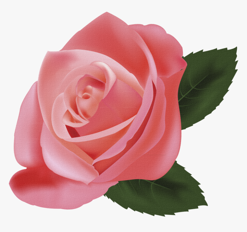 Pink Roses Illustration - Pink Rose, HD Png Download, Free Download