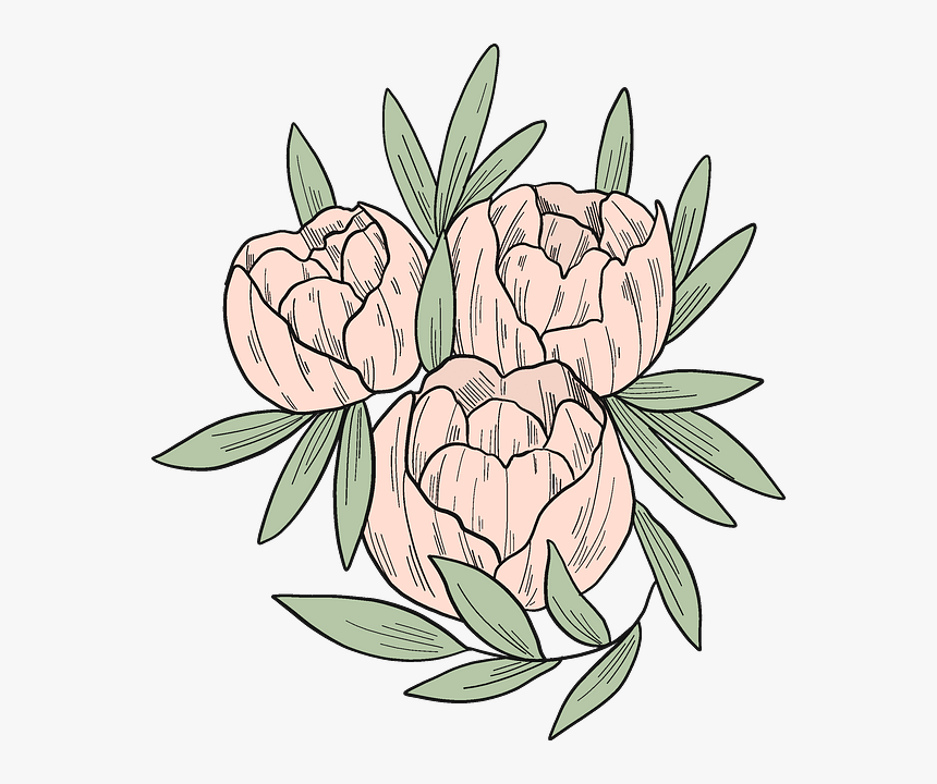 Common Peony, HD Png Download, Free Download