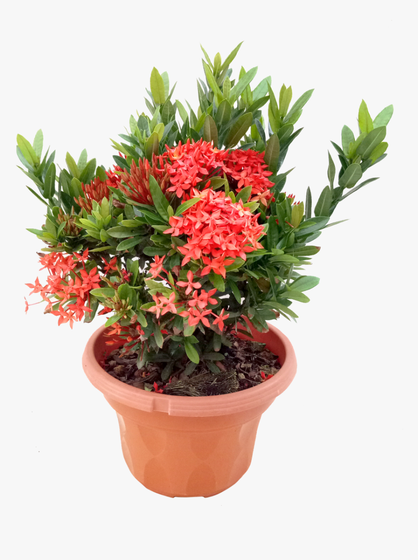 Ixora Plant In Pot, HD Png Download, Free Download