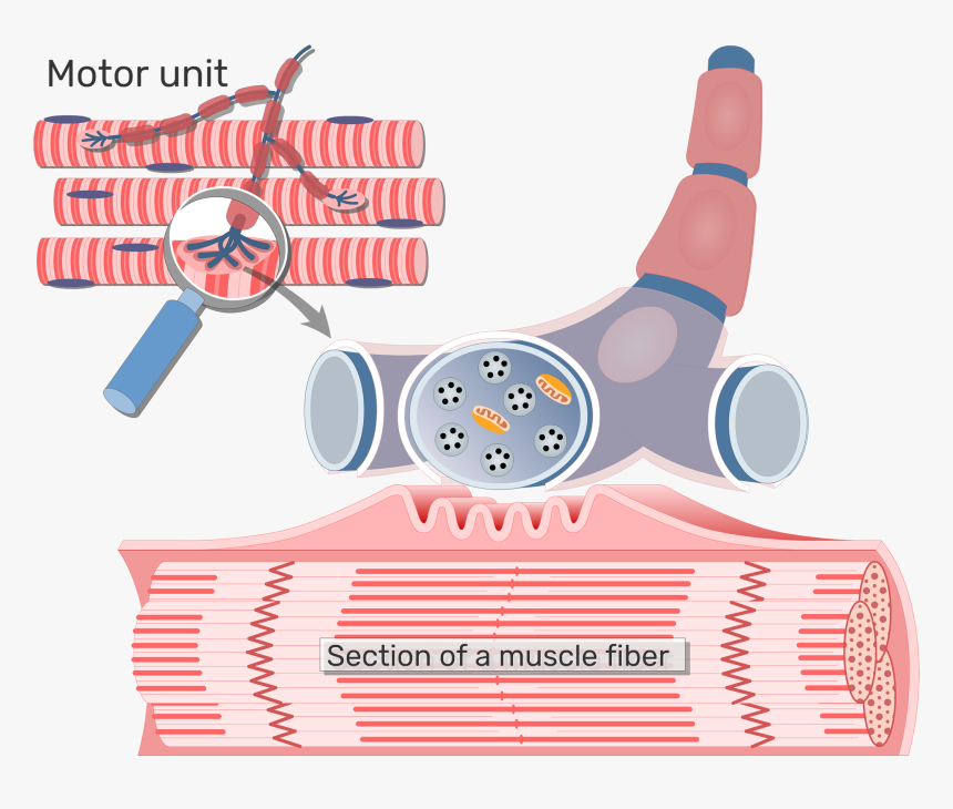 Neuromuscular Junction Structure - Neuromuscular Junction Terminal Branches, HD Png Download, Free Download