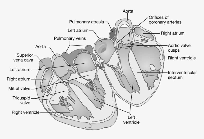 Diagram, HD Png Download, Free Download