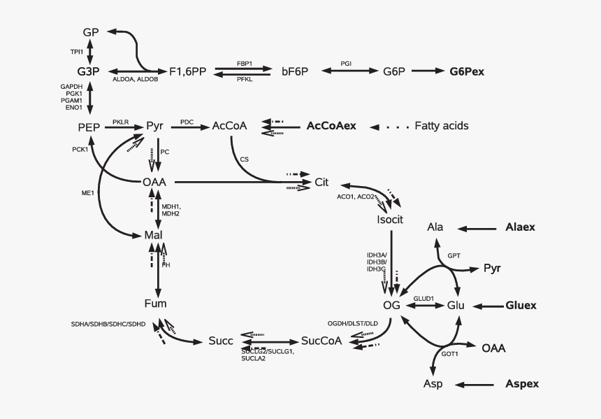 Glycolysis Gluconeogenesis Krebs, HD Png Download, Free Download