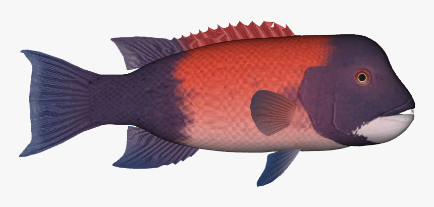 California Sheephead - California Sheepshead Fish Illustration, HD Png Download, Free Download